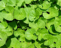 ব্রাহ্মী
